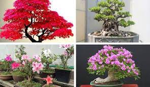 Xem Cây Cảnh Bonsai Đẹp