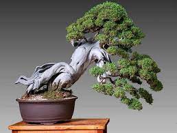 Xem Cây Cảnh Bonsai Đẹp