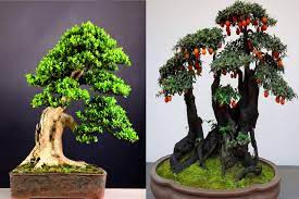 Xem Cây Cảnh Bonsai Đẹp